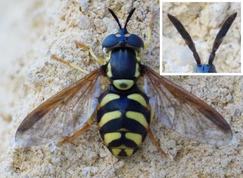 Réf. 321 645 : Chrysotoxum intermedium